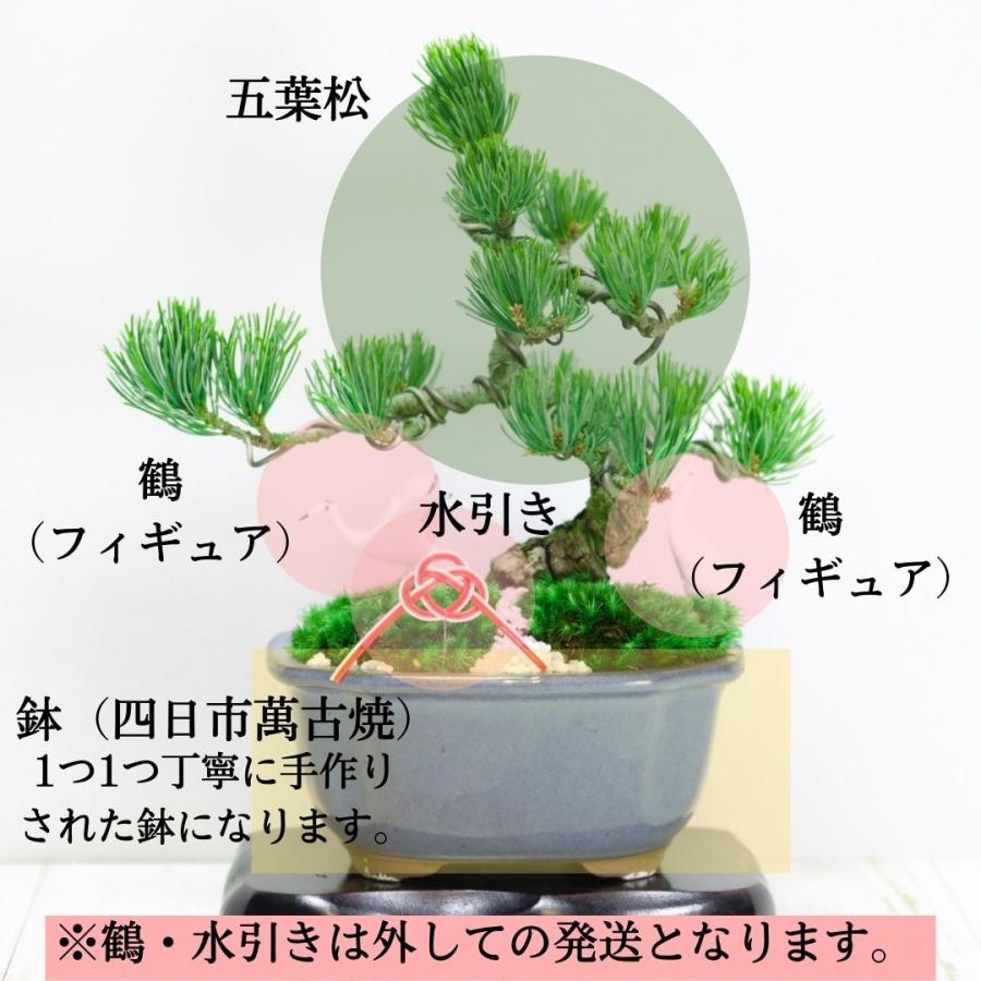 迎春：五葉松盆栽 正月飾り 送料無料 鶴付き bonsai お正月 ＜2025年