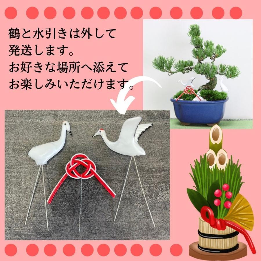 迎春：五葉松盆栽 正月飾り 送料無料 鶴付き bonsai お正月 ＜2025年