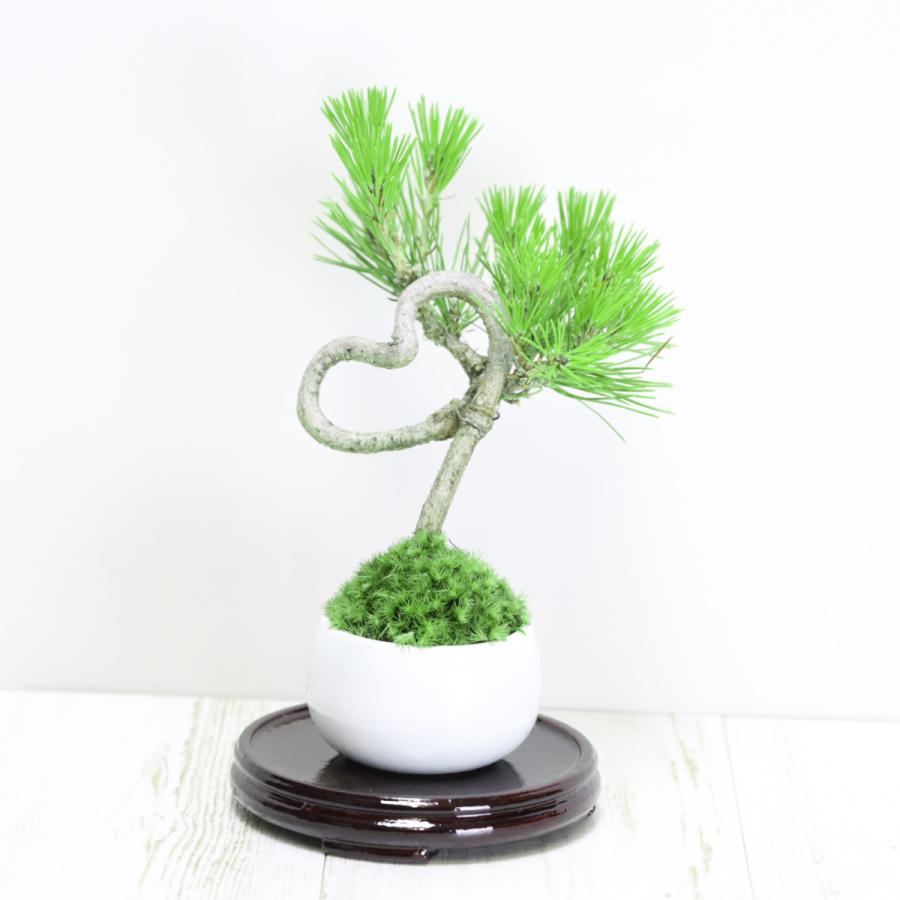 ハート型盆栽 黒松 ミニ盆栽 バレンタイン ホワイトデー クリスマス