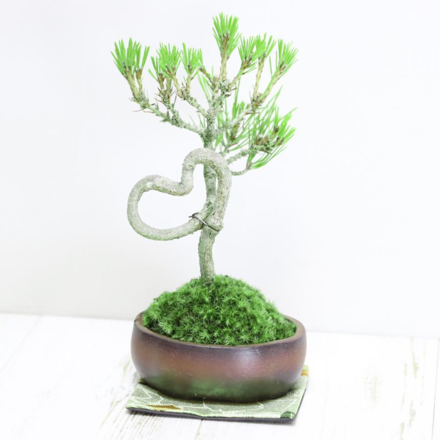 ハート型盆栽 黒松 ミニ盆栽 バレンタイン ホワイトデー クリスマス 室内 おしゃれ盆栽 ミニ観葉 ギフト 誕生日 プレゼント ag 盆栽ショップ わびさび Yahoo 店 通販 Yahoo ショッピング