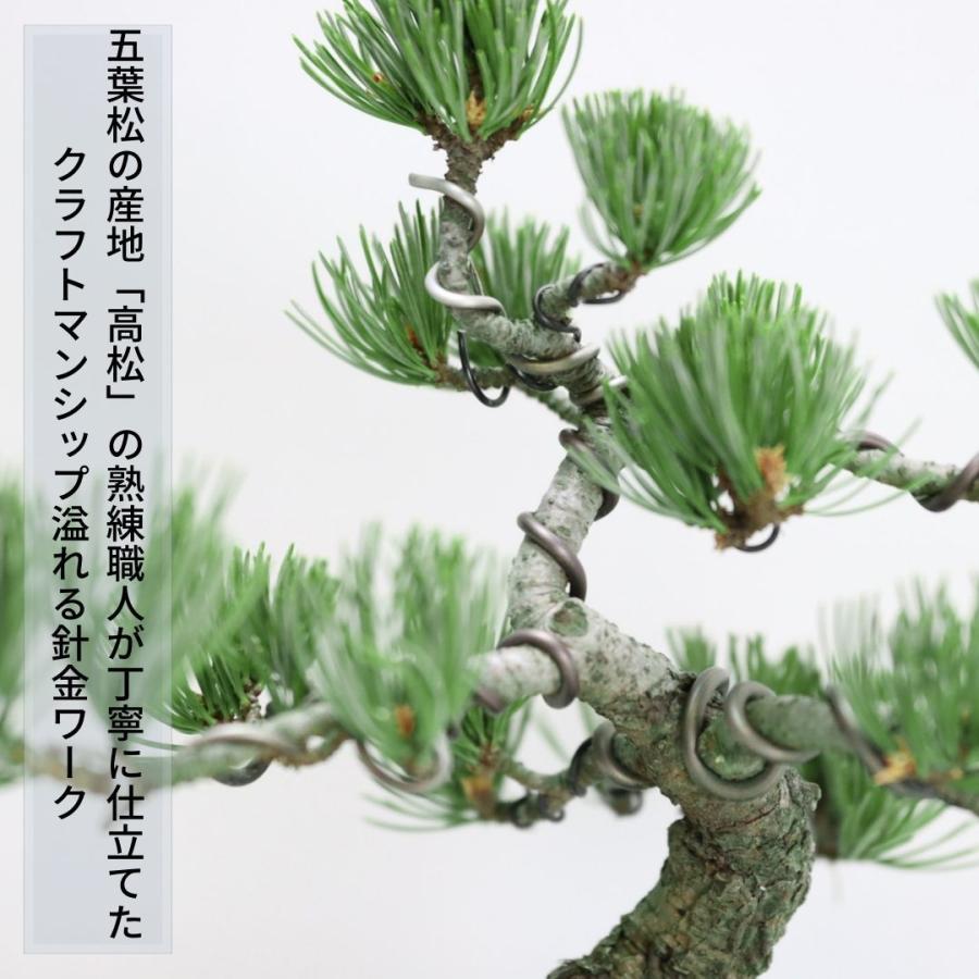 小品盆栽　四国五葉松　祝い ギフト gift 誕生日祝 開店祝 御祝 御結婚祝い プレゼントにも bonsai　送料無料｜wabi-sabi｜02