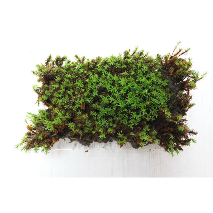 プレミアムスギ苔 杉苔 パック 0505ac 盆栽ショップ わびさび Yahoo 店 通販 Yahoo ショッピング