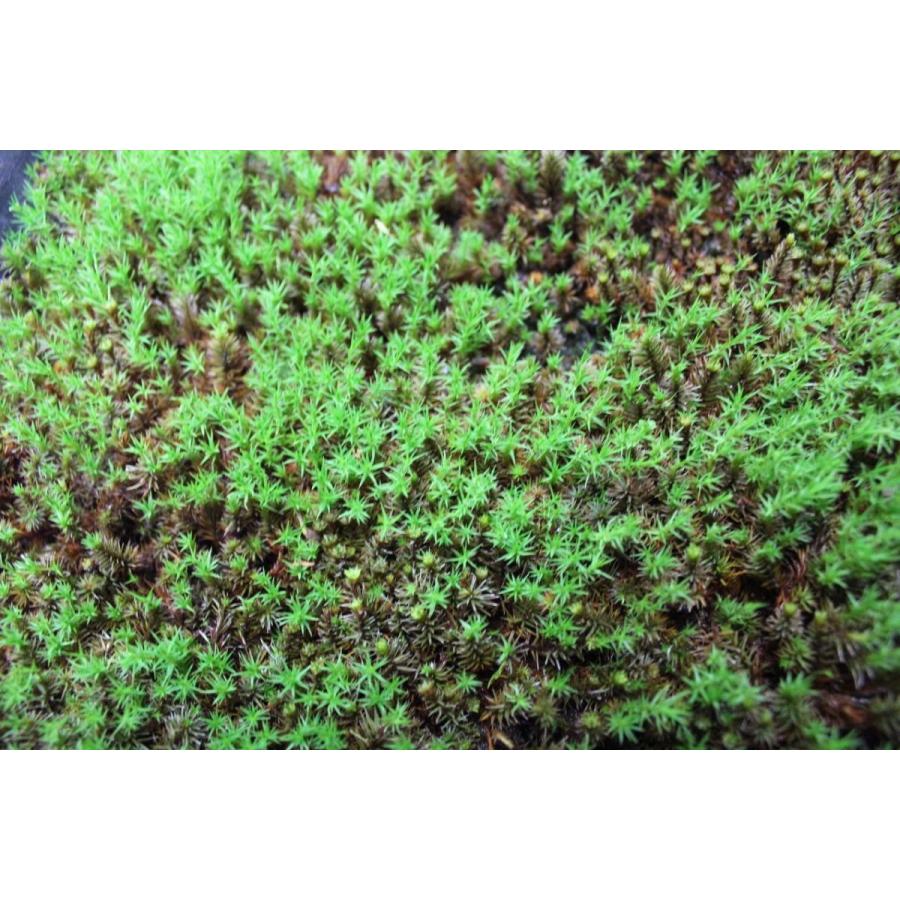 プレミアムスギ苔 杉苔 パック 0505ac 盆栽ショップ わびさび Yahoo 店 通販 Yahoo ショッピング