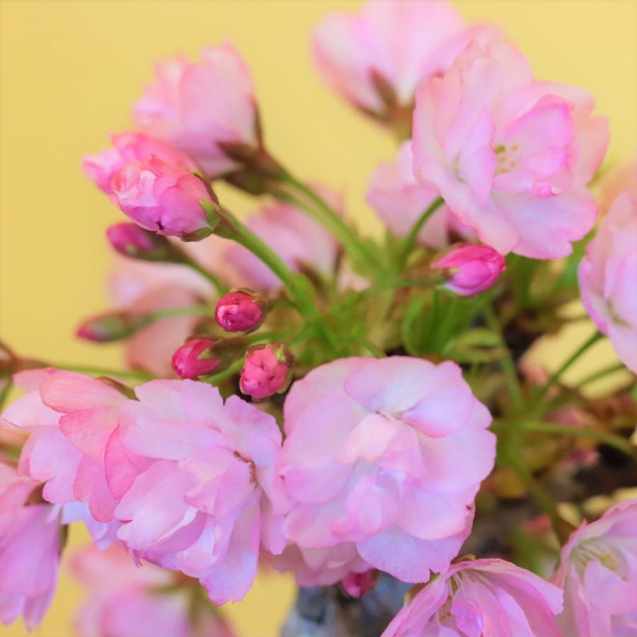 桜盆栽 旭山桜(一才桜) 小品盆栽 ミニ盆栽 bonsai さくら 桜 盆栽