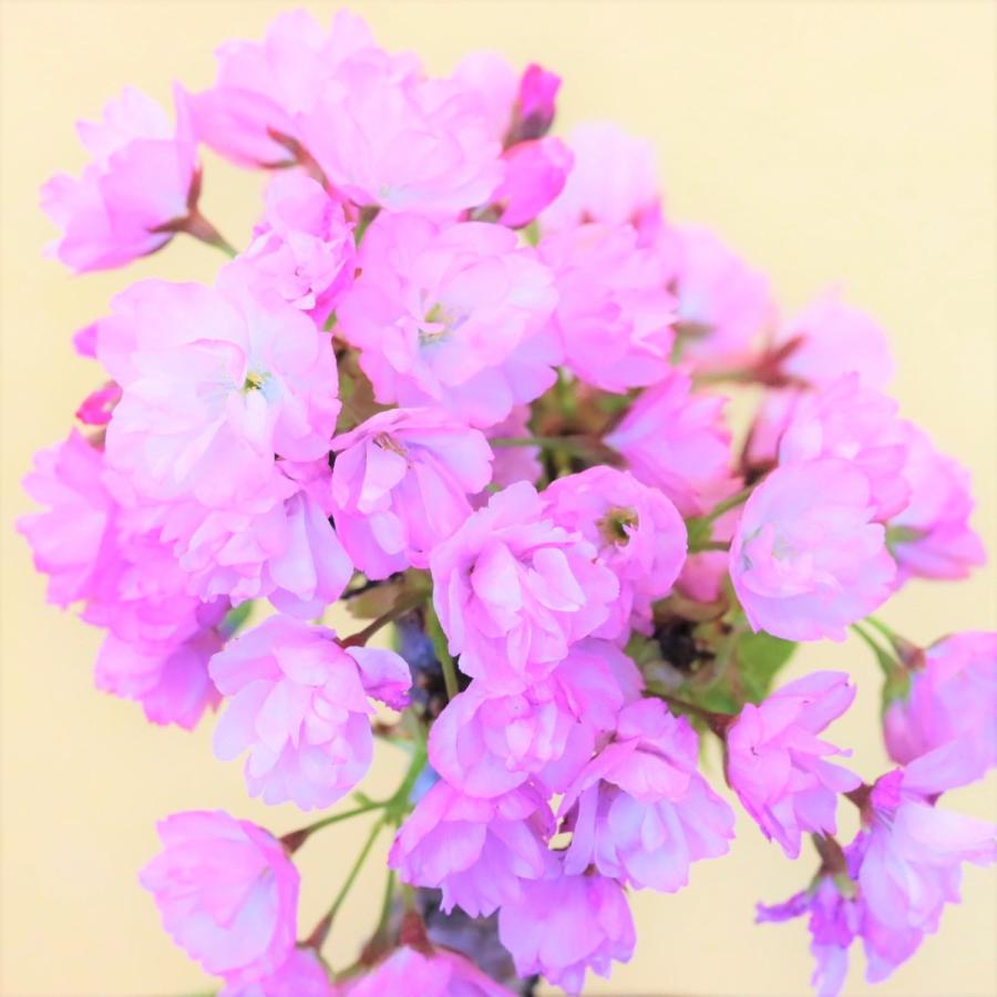 開花中です！是非この機会にご購入ご検討下さい。ミニ盆栽 桜 一才性 旭山桜 桜盆栽 旭山桜(一才桜) 小品盆栽 ミニ盆栽 bonsai さくら 桜 盆栽