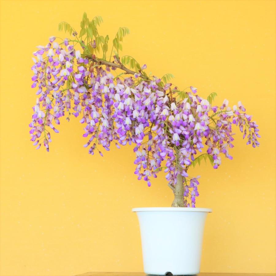 だるま藤 ダルマ藤 盆栽 bonsai 送料無料 : 盆栽ショップ わびさび
