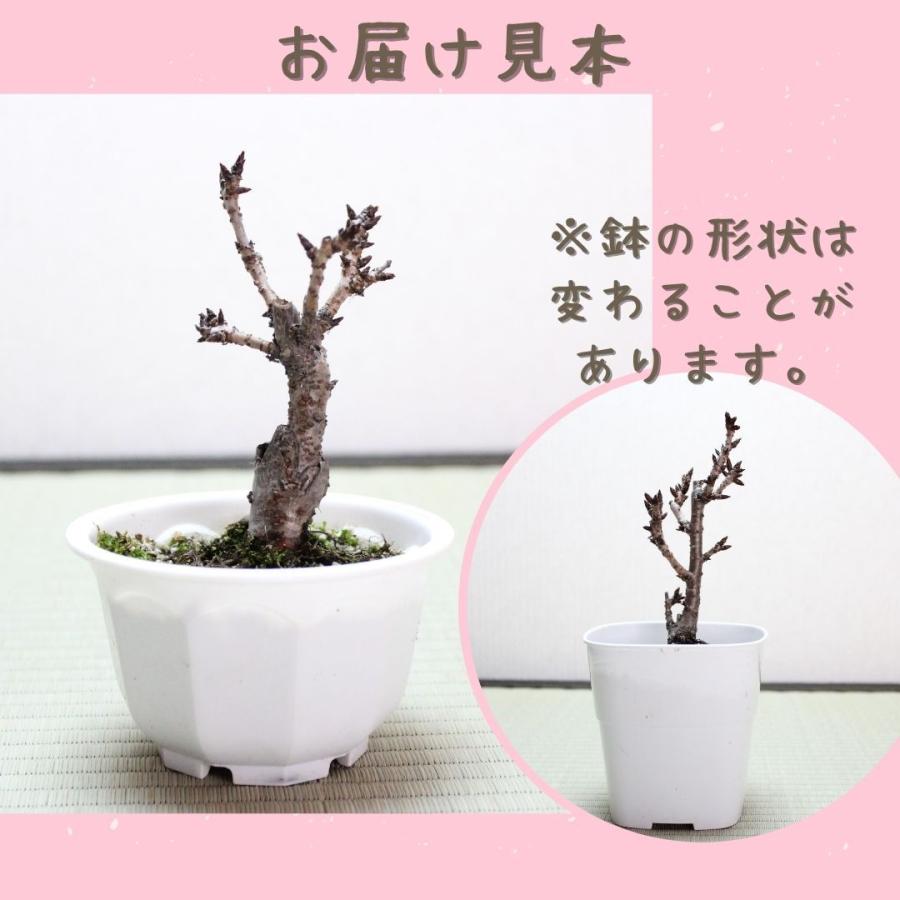 桜盆栽 旭山桜(一才桜) 小品盆栽 bonsai さくら *(2026年開花予定