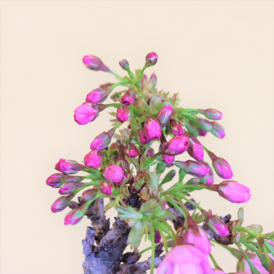 桜盆栽 旭山桜(一才桜) 小品盆栽 bonsai さくら *(2026年開花予定