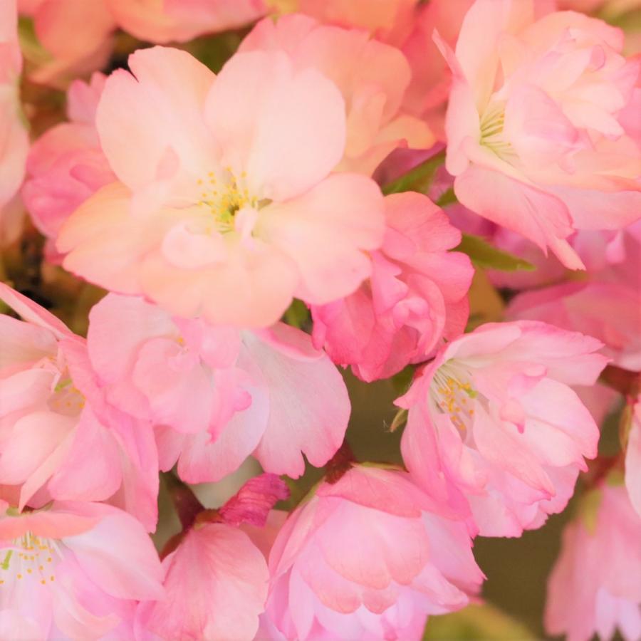 桜盆栽 旭山桜(一才桜) 小品盆栽 bonsai さくら *(2026年開花予定