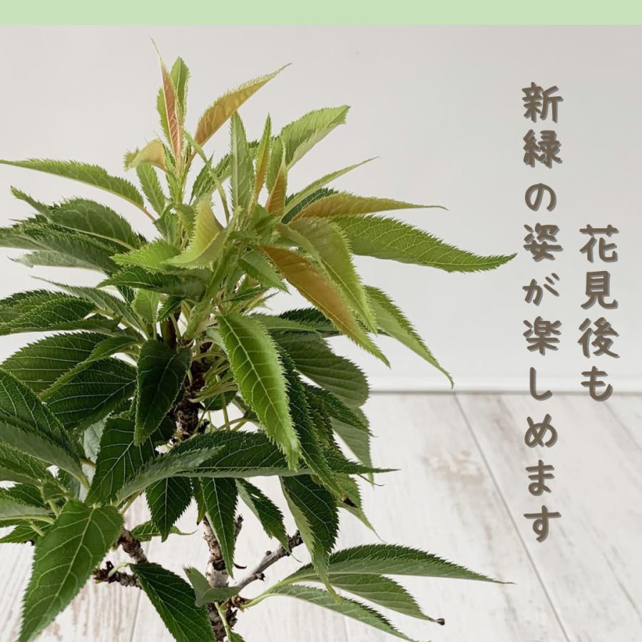 桜盆栽　旭山桜(一才桜)　小品盆栽　bonsai　さくら *(2024年開花終了)｜wabi-sabi｜08