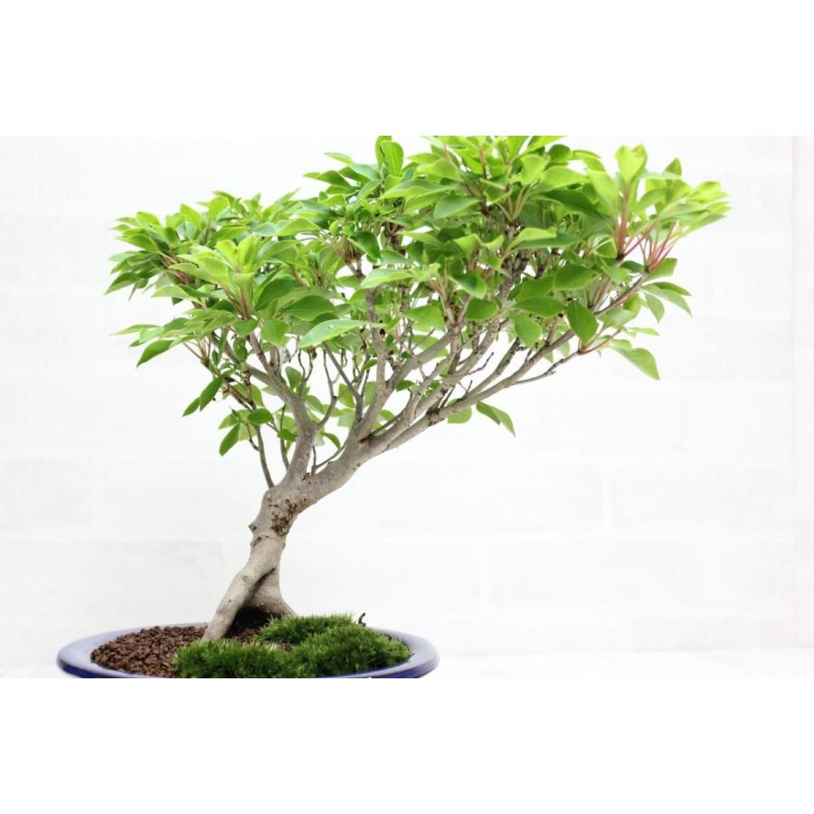 ツクモドウダンツツジ つくもどうだんつつじ 盆栽 bonsai 送料無料