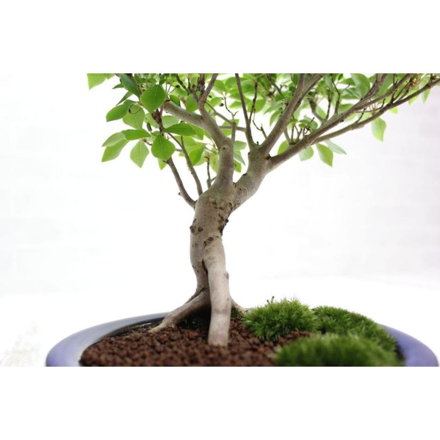 ツクモドウダンツツジ つくもどうだんつつじ 盆栽 bonsai 送料無料