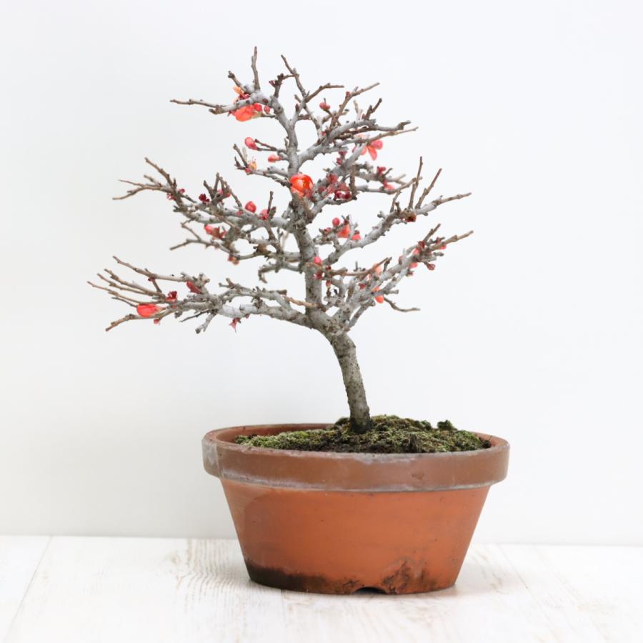 貴風盆栽梅 極上長寿梅盆栽 赤花 貴風盆栽 小品盆栽 中品盆栽 送料無料 : 盆栽