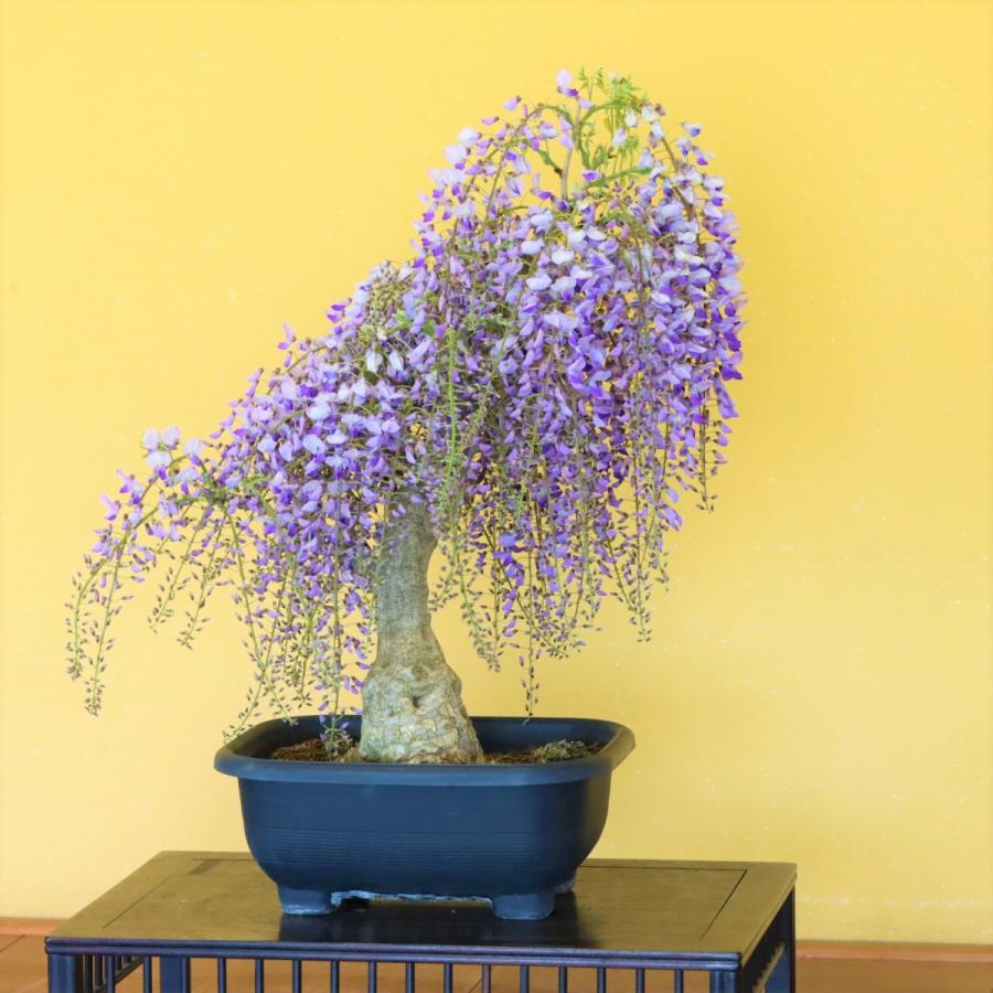 一才藤 いっさいふじ 盆栽 bonsai 送料無料 : 盆栽ショップ 一才藤 いっさいふじ 盆栽 bonsai 送料無料 : 盆栽ショップ