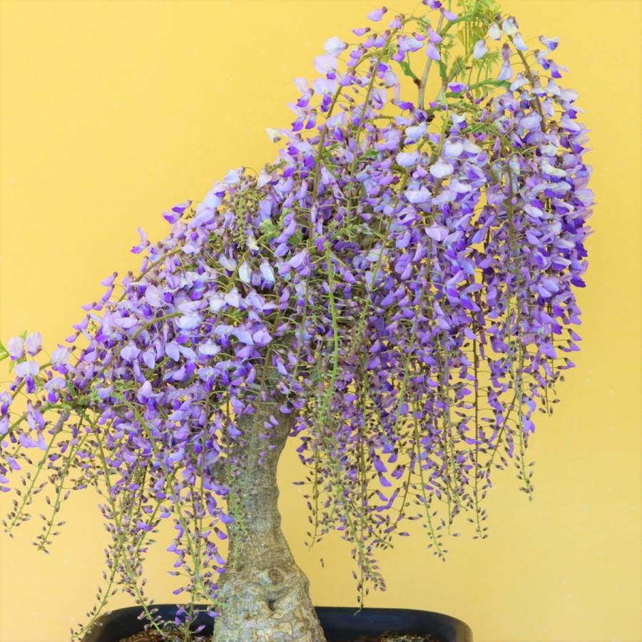 一才藤 いっさいふじ 盆栽 bonsai 送料無料 : 盆栽ショップ わびさび