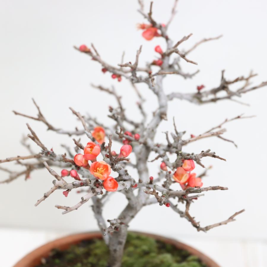 極上長寿梅盆栽 赤花 貴風盆栽 小品盆栽 中品盆栽 送料無料 : 盆栽