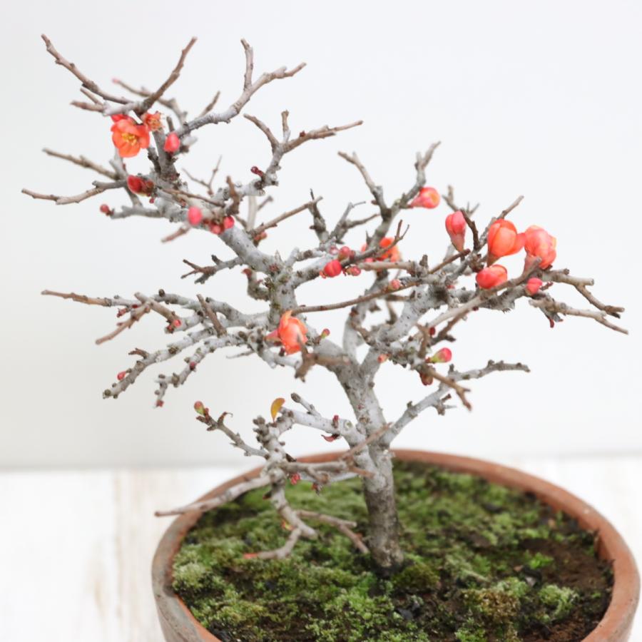 貴風盆栽梅 極上長寿梅盆栽 赤花 貴風盆栽 小品盆栽 中品盆栽 送料無料 : 盆栽