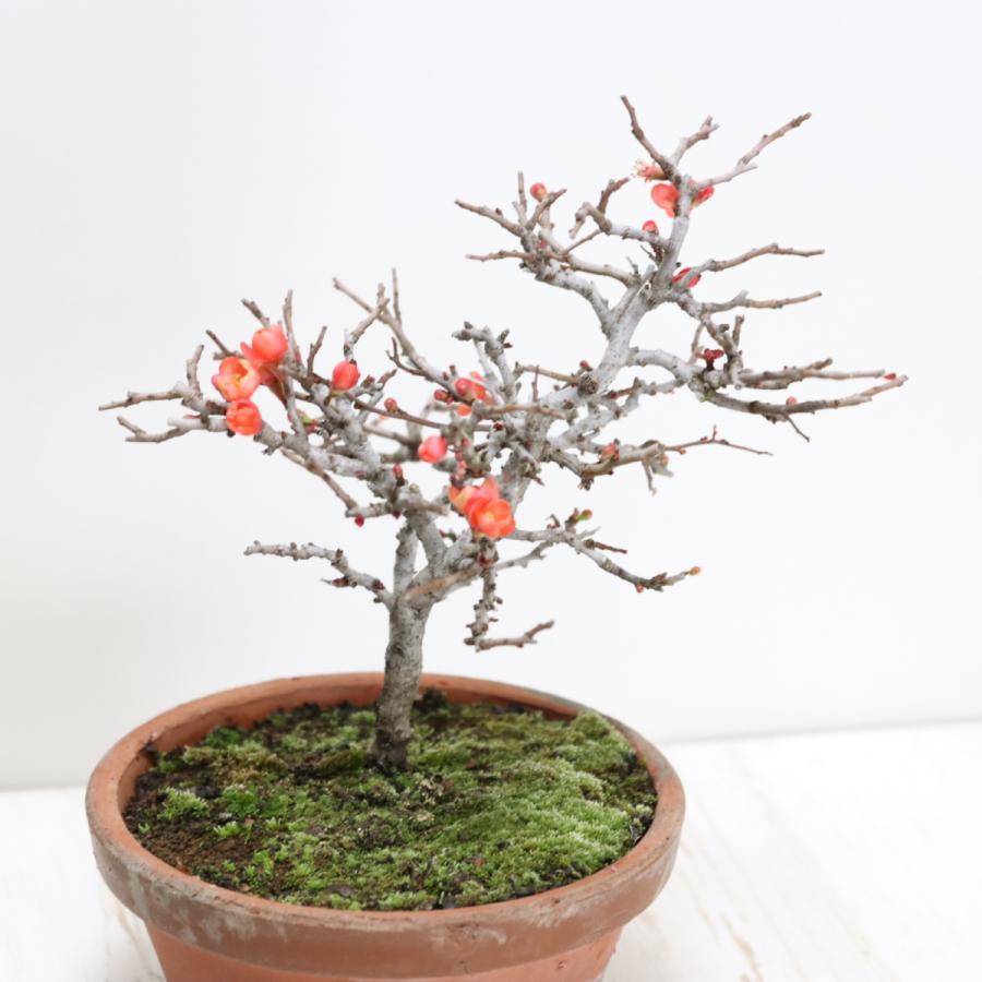 【ガチ盆栽】長寿梅2️⃣ 赤花　持ち込み古　小品サイズ 長寿梅（赤花） A1689 数量もの ギフトにオススメ☆花物実物 ボケ ミニ