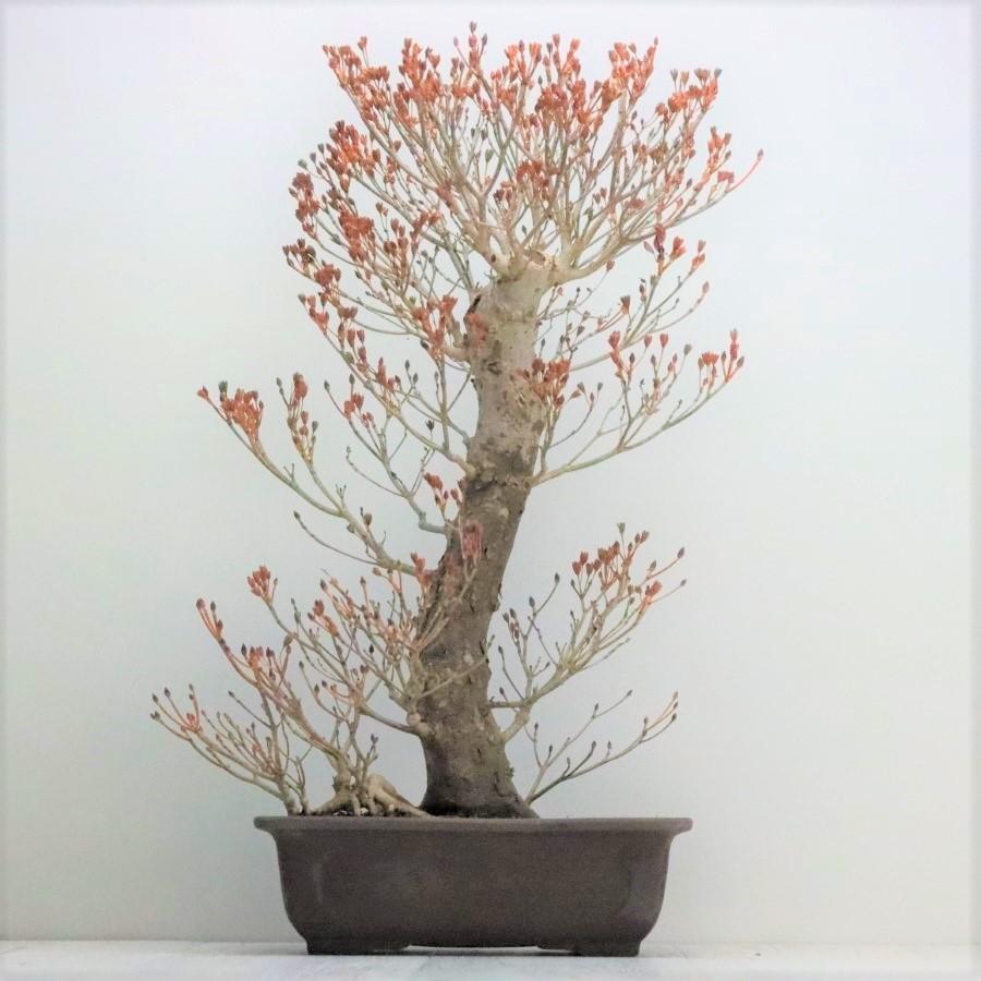 盆栽 ツクモドウダンツツジ 圧巻の極太幹 現品 送料無料 : 盆栽