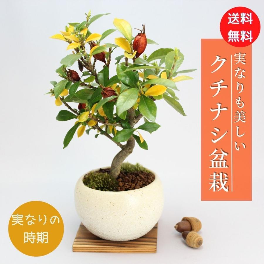 クチナシ 一重ミナリクチナシ 斑入花クチナシ くちなし 八重咲 クチナシ 一重ミナリクチナシ 斑入花クチナシ くちなし 八重咲