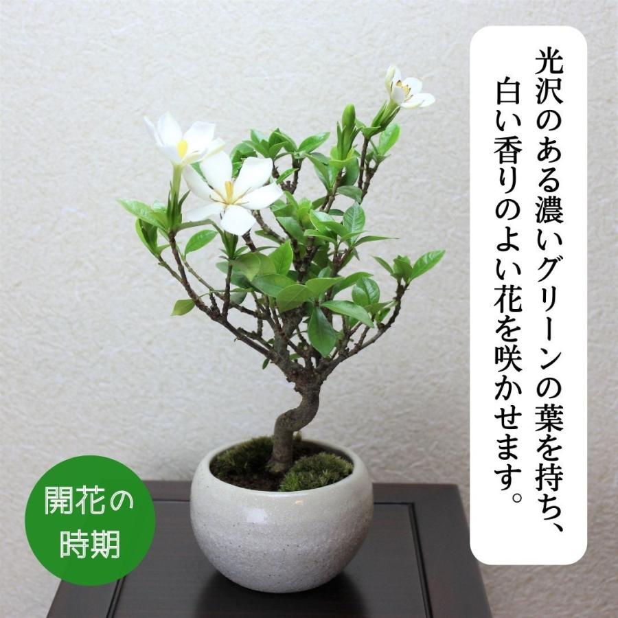 クチナシ 一重ミナリクチナシ 斑入花クチナシ くちなし 八重咲 クチナシ 一重ミナリクチナシ 斑入花クチナシ くちなし 八重咲