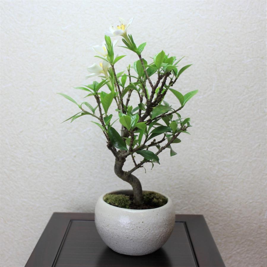 クチナシ　一重ミナリクチナシ　斑入花クチナシ　くちなし　八重咲 ミニ盆栽　bonsai　送料無料｜wabi-sabi｜06