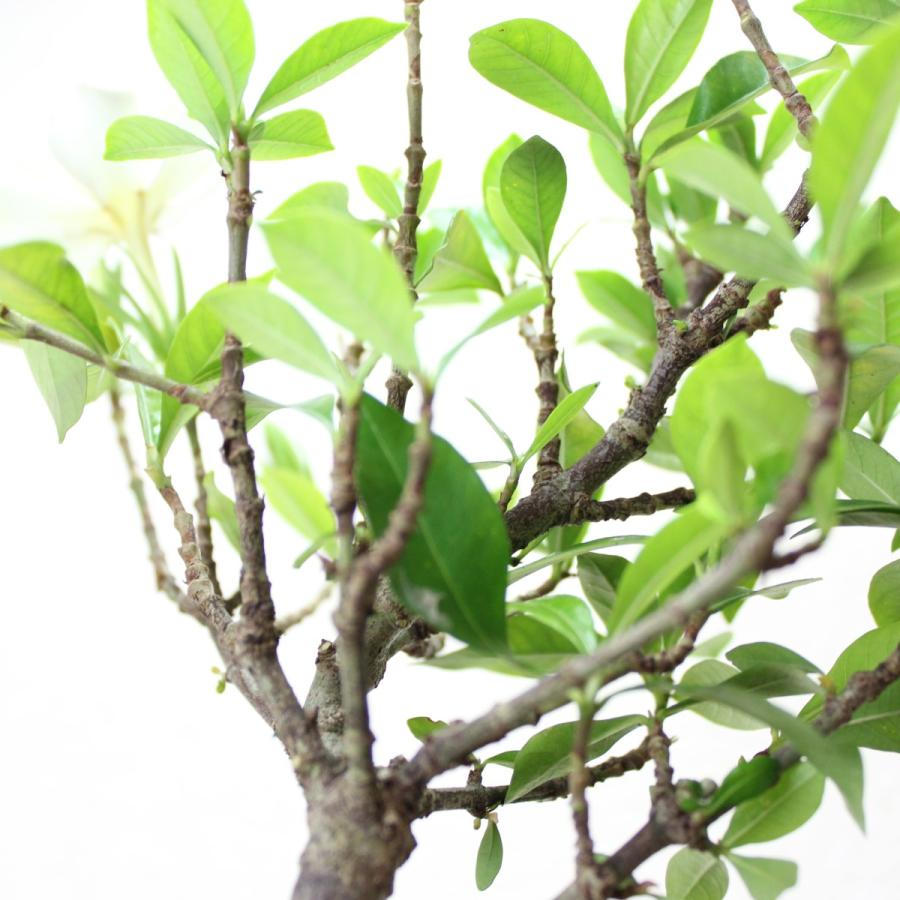 クチナシ 一重ミナリクチナシ 斑入花クチナシ くちなし 八重咲 ミニ盆栽 Bonsai 送料無料 3008aa 盆栽ショップ わびさび Yahoo 店 通販 Yahoo ショッピング