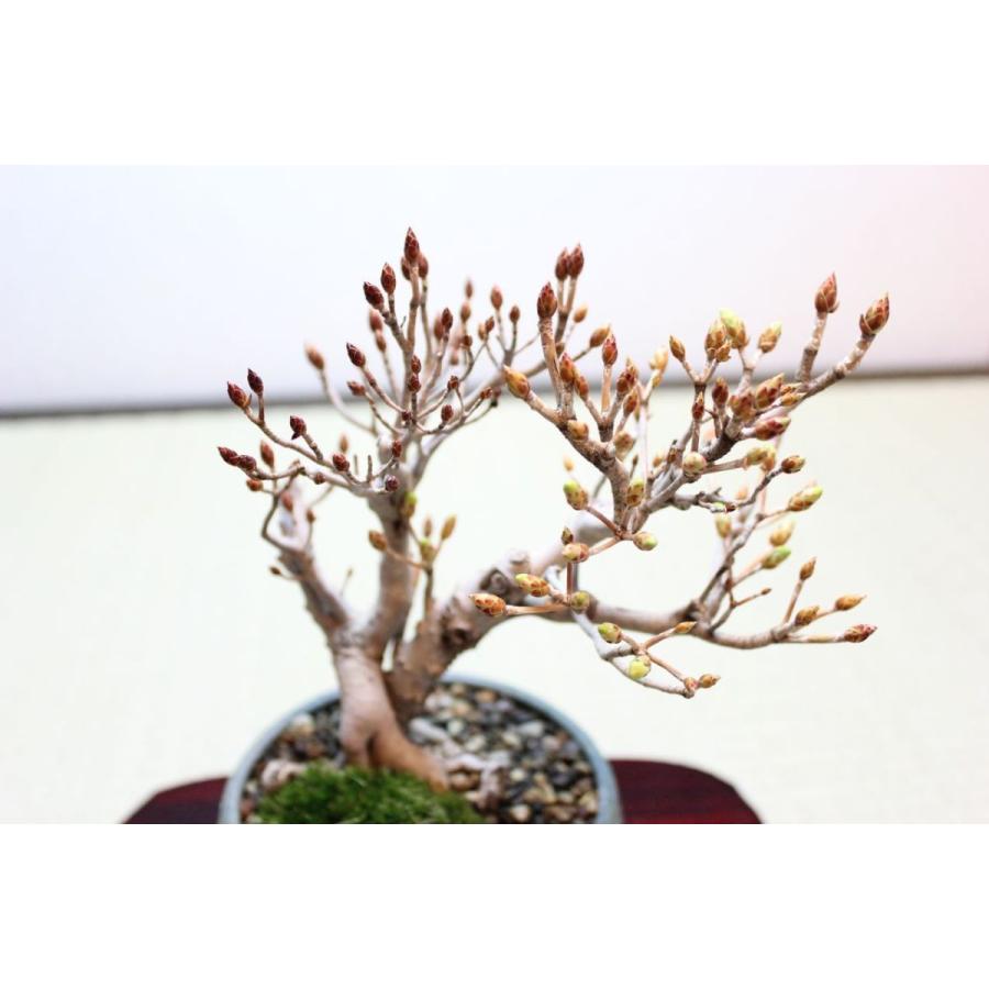 ツクモドウダンツツジ : 盆栽ショップ わびさび Yahoo!店 - 通販