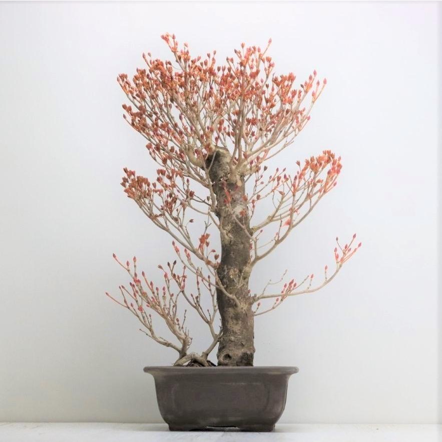 盆栽 ツクモドウダンツツジ 圧巻の極太幹 現品 送料無料 : 盆栽