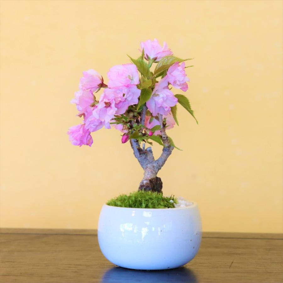 旭山桜　さくら　小品盆栽　ミニ盆栽　bonsai　送料無料  鉢(四日市萬古焼)* (2024年開花終了)｜wabi-sabi｜03