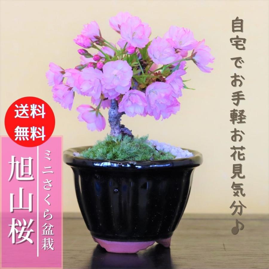 ミニ鉢、盆栽鉢、盆栽小鉢、鉢、植木鉢、山野草鉢、盆栽 旭山桜 さくら 小品盆栽 ミニ盆栽 bonsai 送料無料 鉢(四日市萬古焼