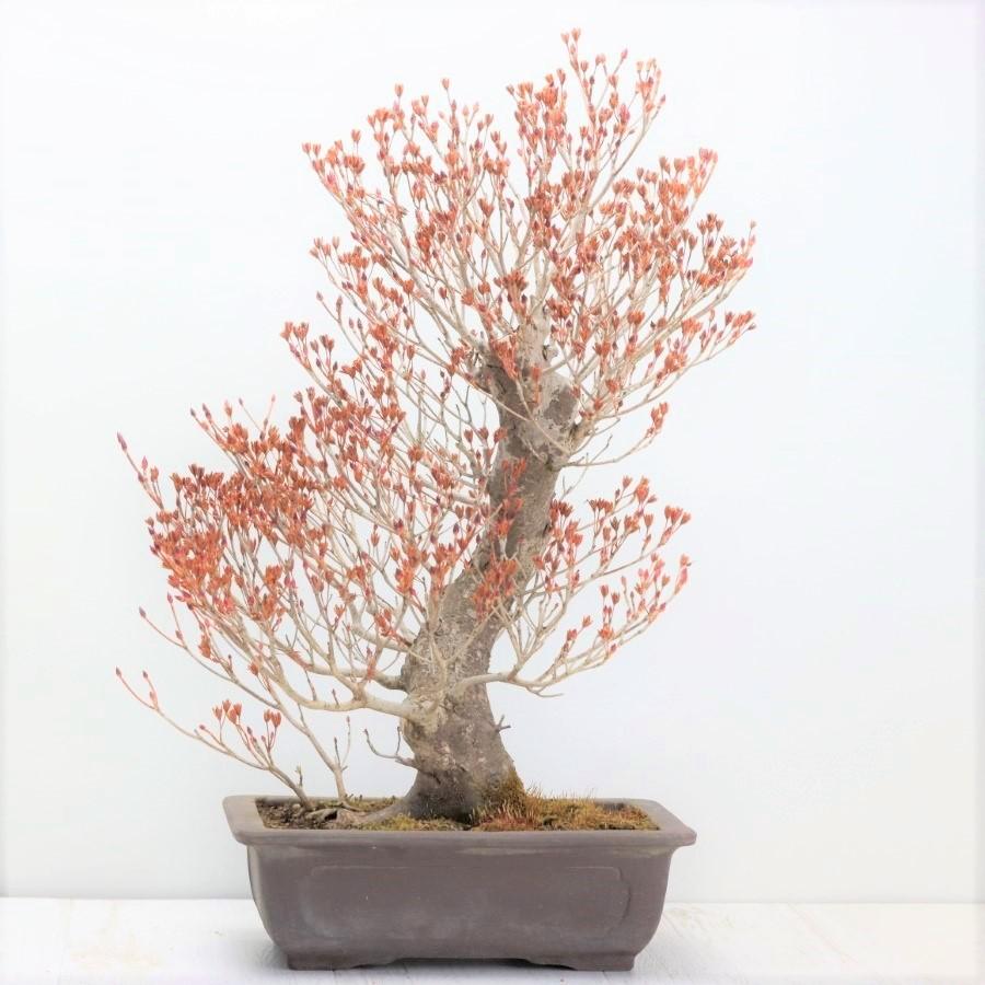 盆栽風鉢植え。山採りドウダンツツジ。 盆栽風鉢植え。山採り