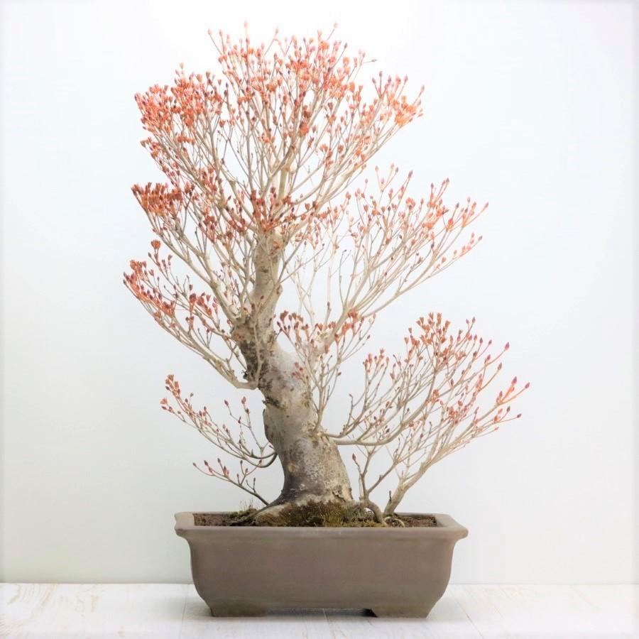 ドウダンツツジ　盆栽 盆栽 ツクモドウダンツツジ 圧巻の極太幹 現品 送料無料 : 盆栽