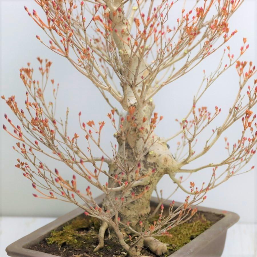 ツクモドウダンツツジ 盆栽 ツクモドウダンツツジ - Collection