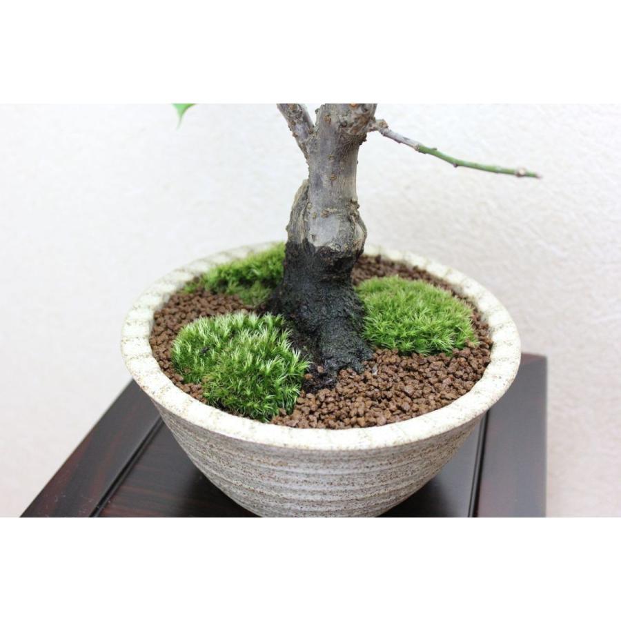 梅 野梅 : 盆栽ショップ わびさび Yahoo!店 - 通販 - Yahoo!ショッピング