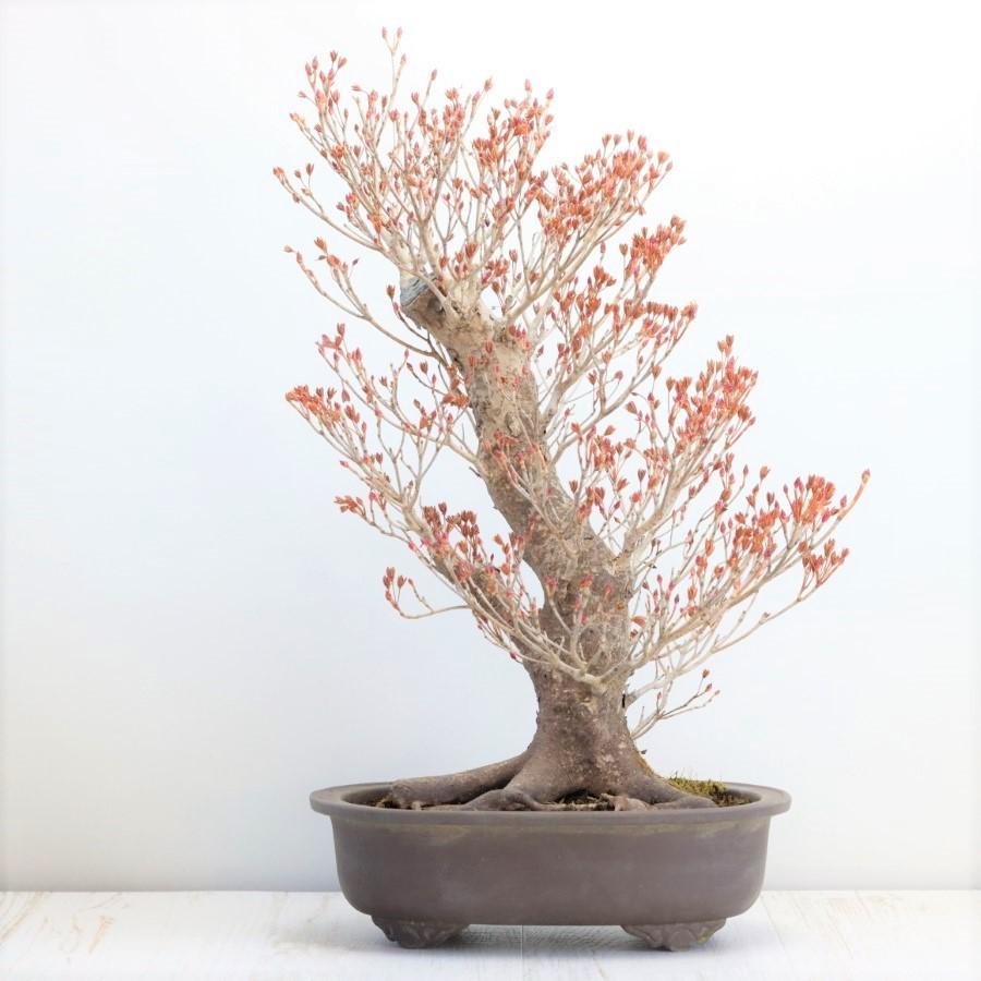 ドウダンツツジ（盆栽）｜盆栽、苔玉 | 花、ガーデニング のおすすめ