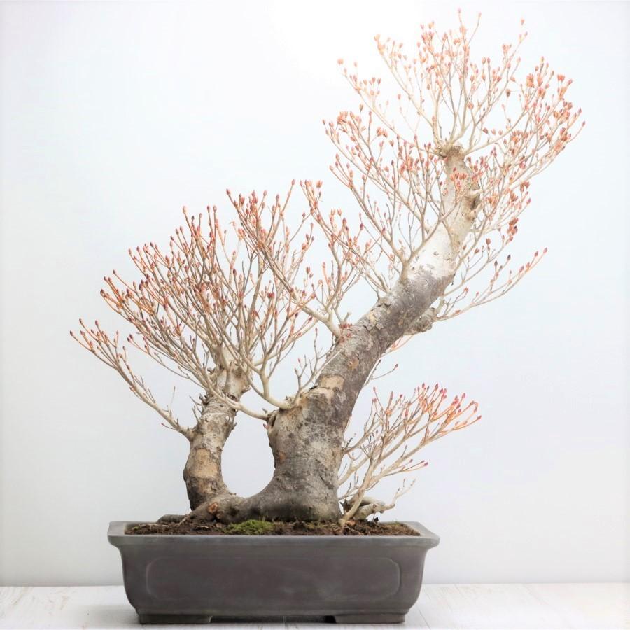 ドウダンツツジ　盆栽 盆栽 ツクモドウダンツツジ 圧巻の極太幹 現品 送料無料 : 盆栽