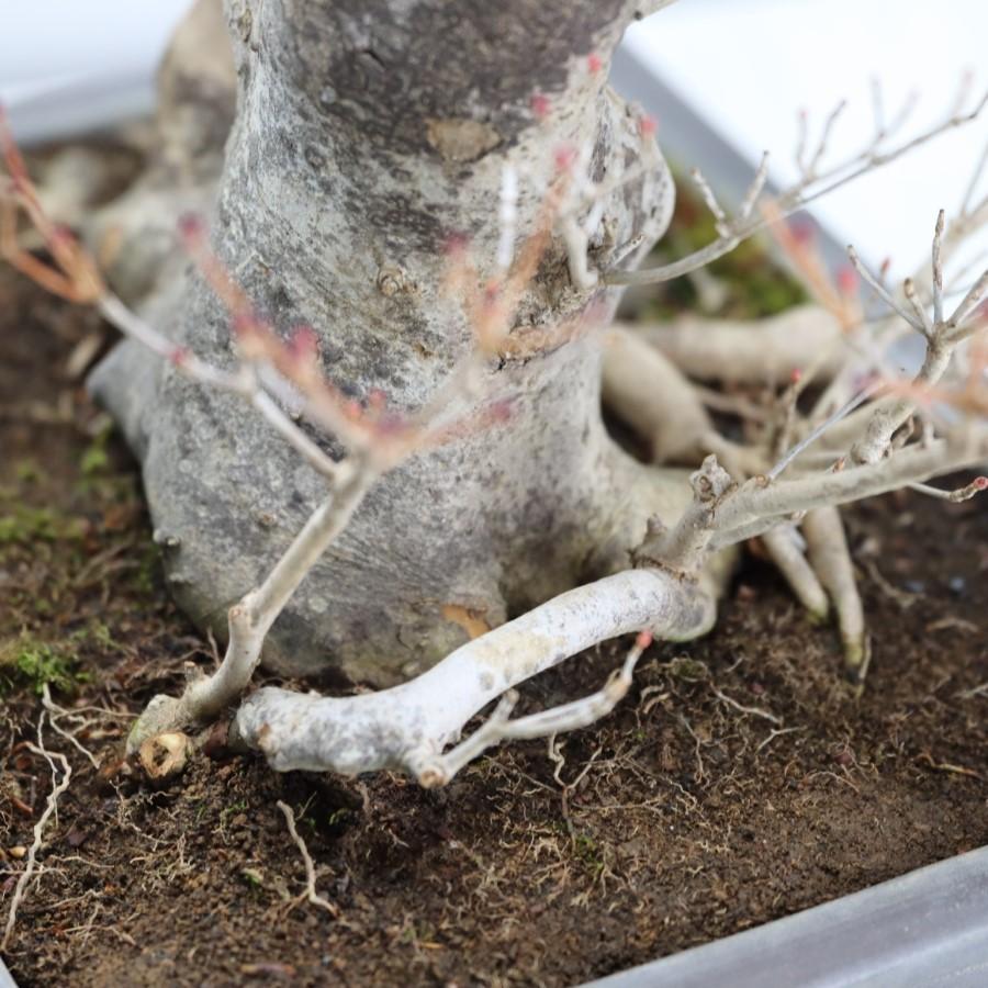 shirou34さま。極上の天然ドウダンツツジ shirou34さま。極上の天然ドウダンツツジ