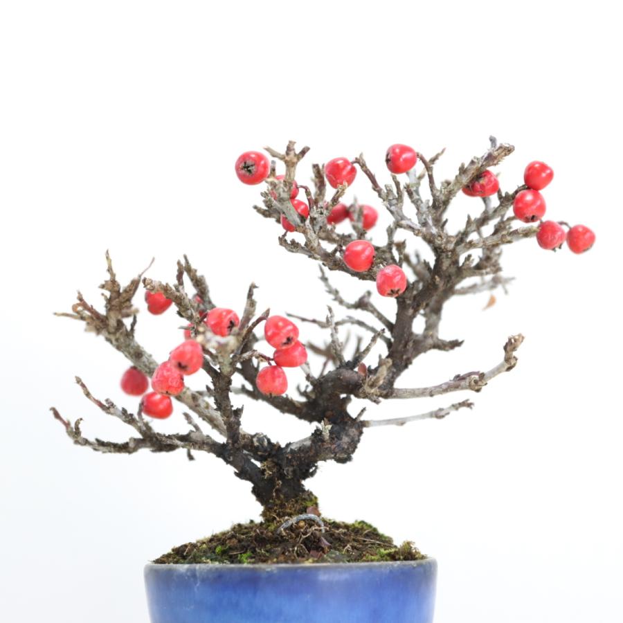 大実紅紫檀（ベニシタン、べにしたん）盆栽 bonsai 送料無料