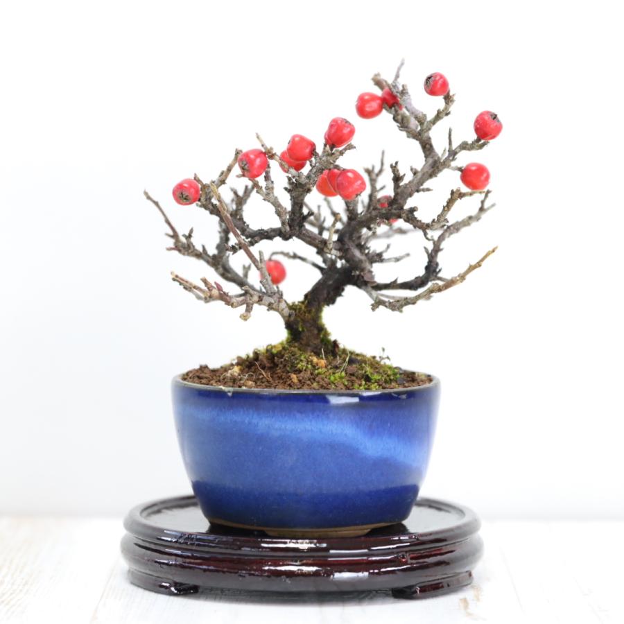 No.007【盆栽】岩付きベニシタン ベニシタンの曲づけ - BONSAIちえ