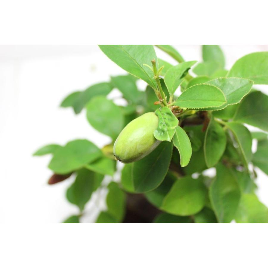 唐カリン かりん 花梨 盆栽 bonsai 送料無料 : 盆栽ショップ 唐カリン かりん 花梨 盆栽 bonsai 送料無料 : 盆栽ショップ