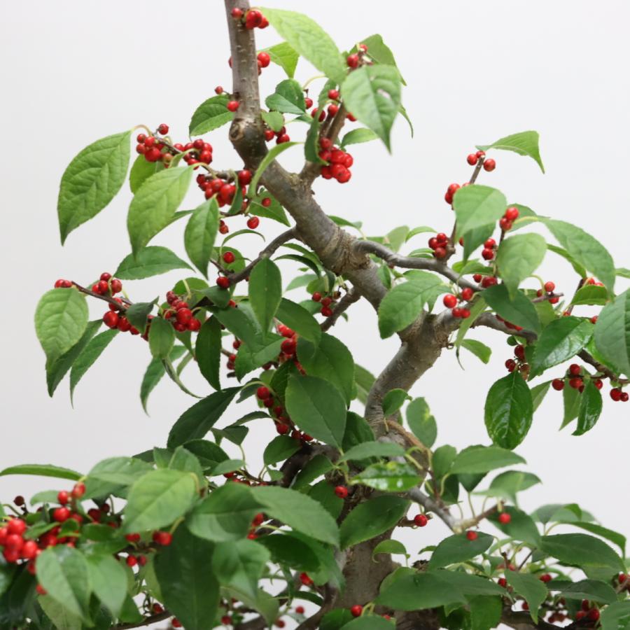 梅もどき盆栽❗️紅葉盆栽！実物盆栽　雑木盆栽 盆栽 梅もどき/盆栽、多肉植物、塊根植物、観葉植物通販/KIDORI