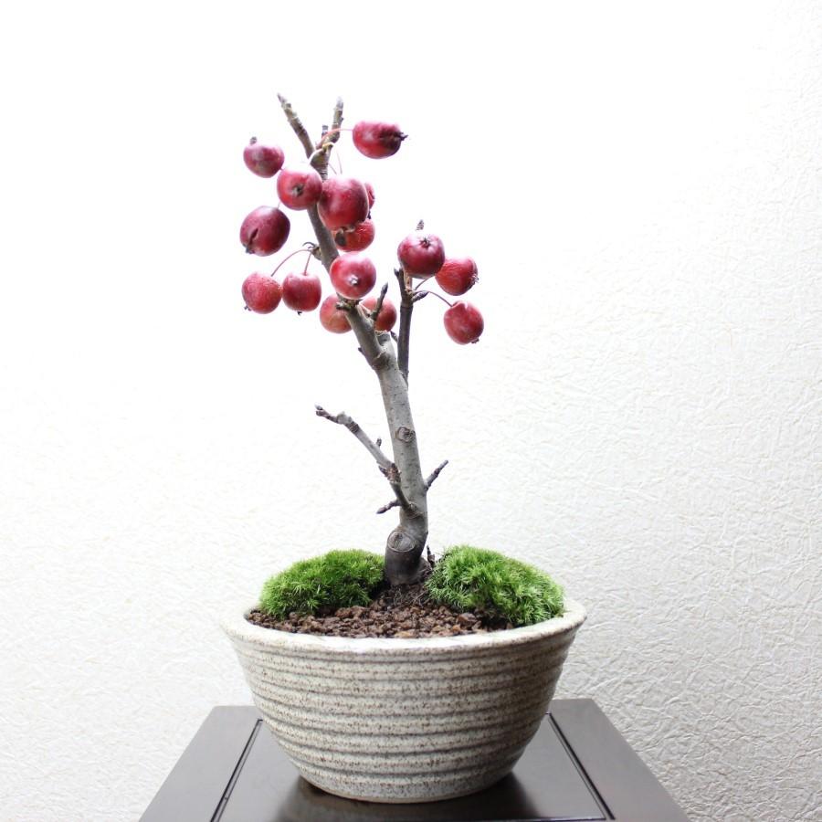 姫リンゴ 盆栽 bonsai 送料無料 : 盆栽ショップ わびさび Yahoo!店
