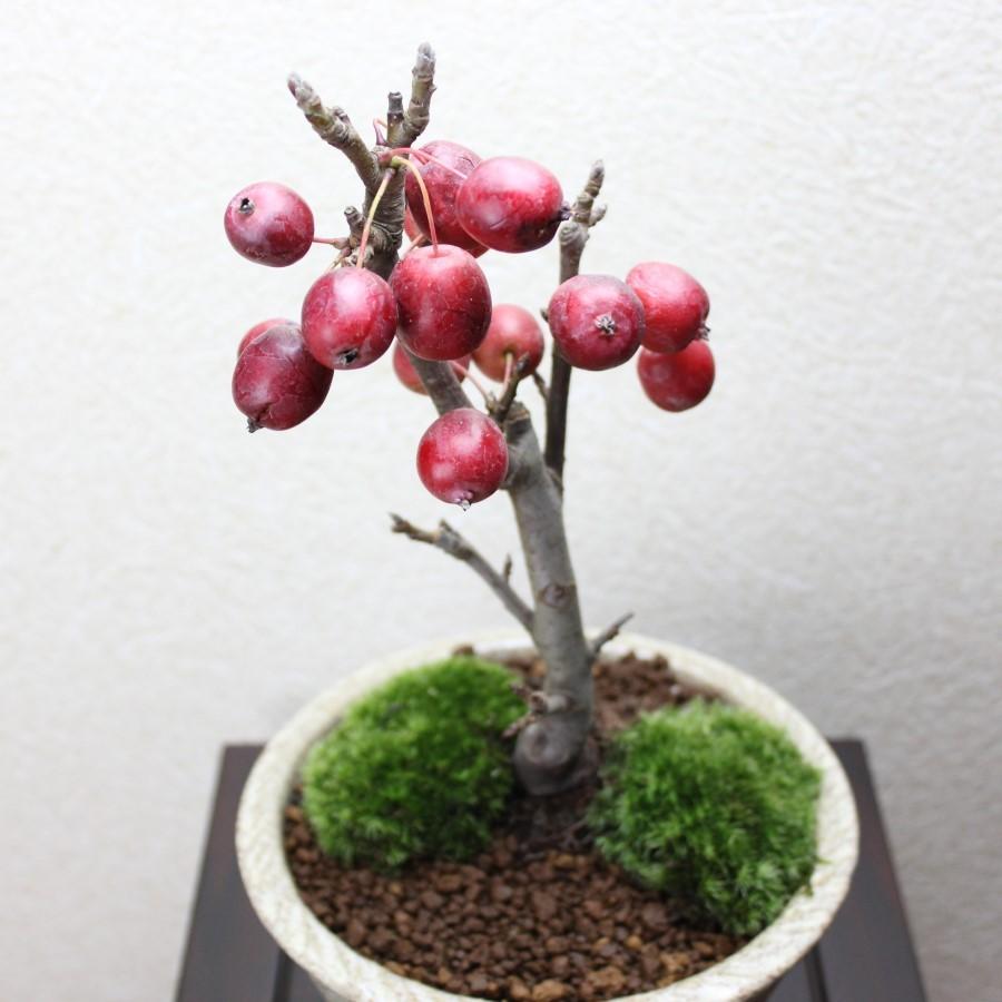 7円 現品限り一斉値下げ リンゴ属専用花粉セット りんごの人工交配に