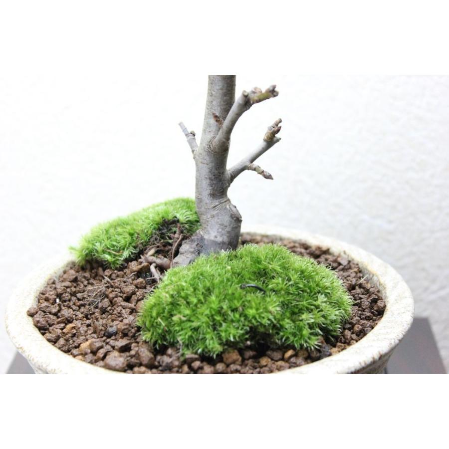 姫リンゴ 盆栽 bonsai 送料無料 : 盆栽ショップ わびさび Yahoo!店