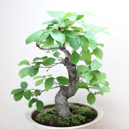 三河盆栽 カリン 盆栽 三河盆栽 カリン 盆栽 カリン盆栽 カリン