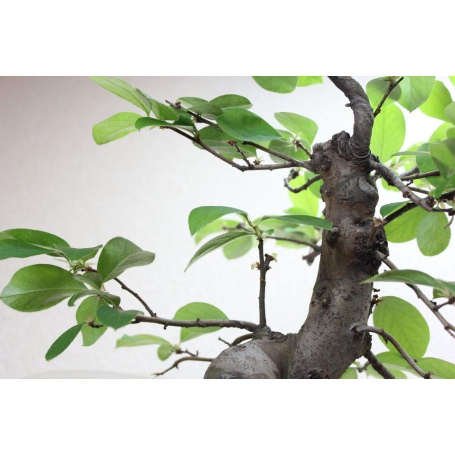 唐カリン カリン盆栽 花梨かりん bonsai 送料無料 : 盆栽 唐カリン カリン盆栽 花梨かりん bonsai 送料無料 : 盆栽