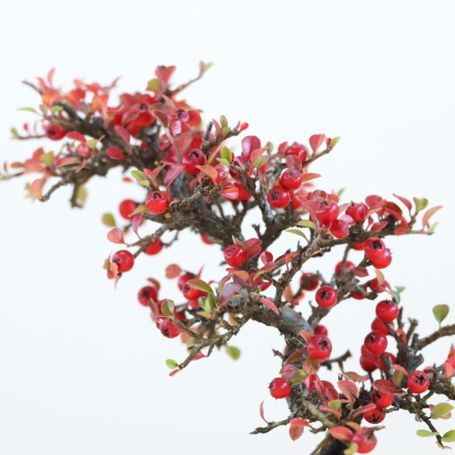 紅紫檀(べにしたん) 実のなる盆栽 ベニシタンミニ盆栽 ギフト 盆栽