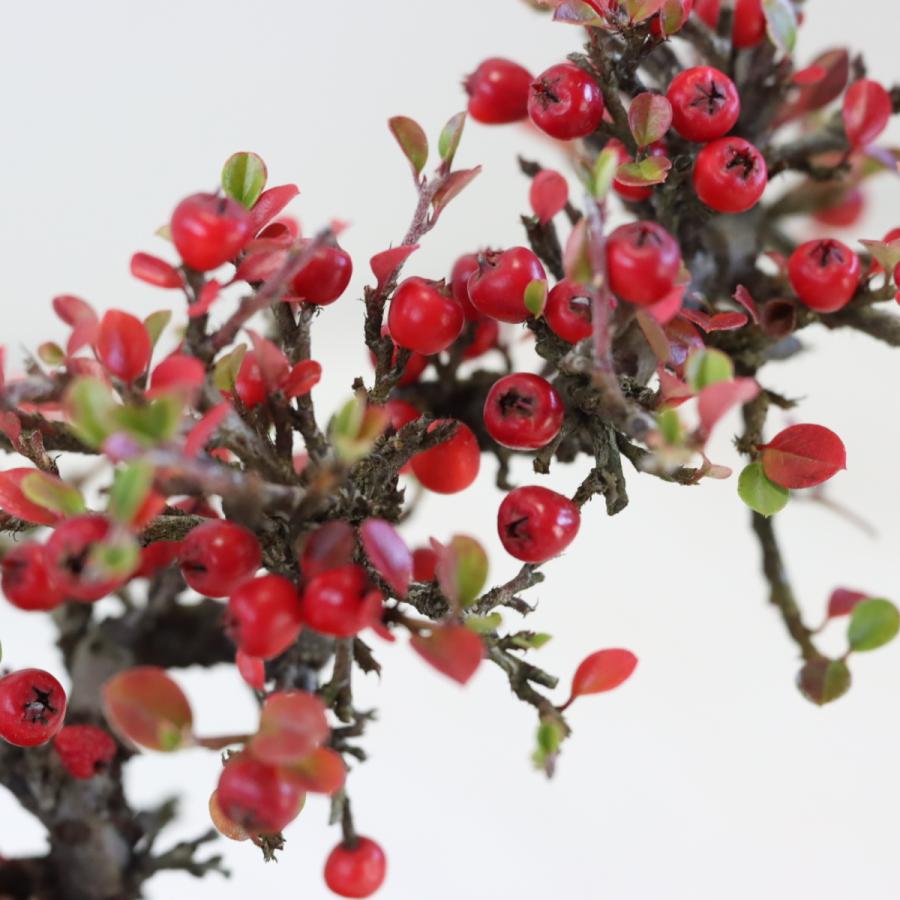 紅紫檀(べにしたん) 実のなる盆栽 ベニシタンミニ盆栽 ギフト 盆栽