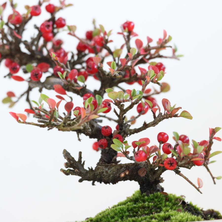 紅紫檀(べにしたん) 実のなる盆栽 ベニシタンミニ盆栽 ギフト 盆栽